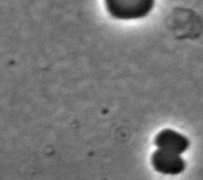 shapeshift-Substack (1-150-1.gif