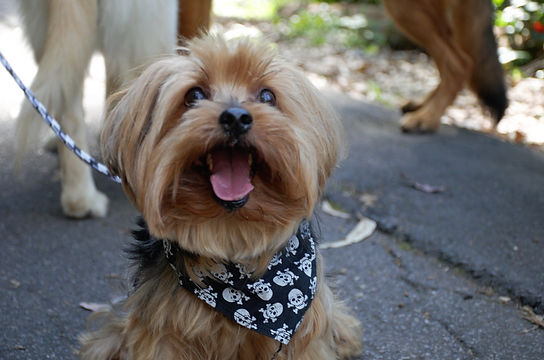 Psicologia canina | Consulta comportamental