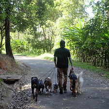 Dog walker alto da lapa - psicologia canina