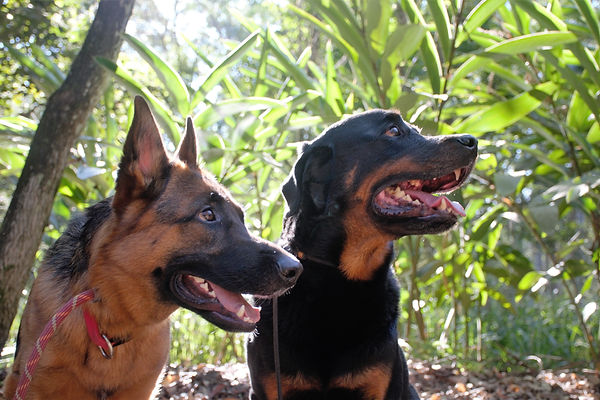 Psicologia canina