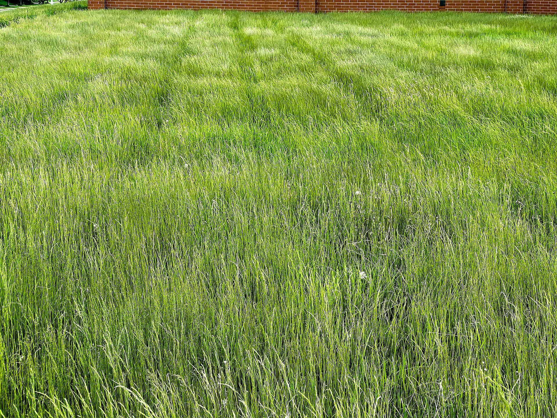 Dave's Grass