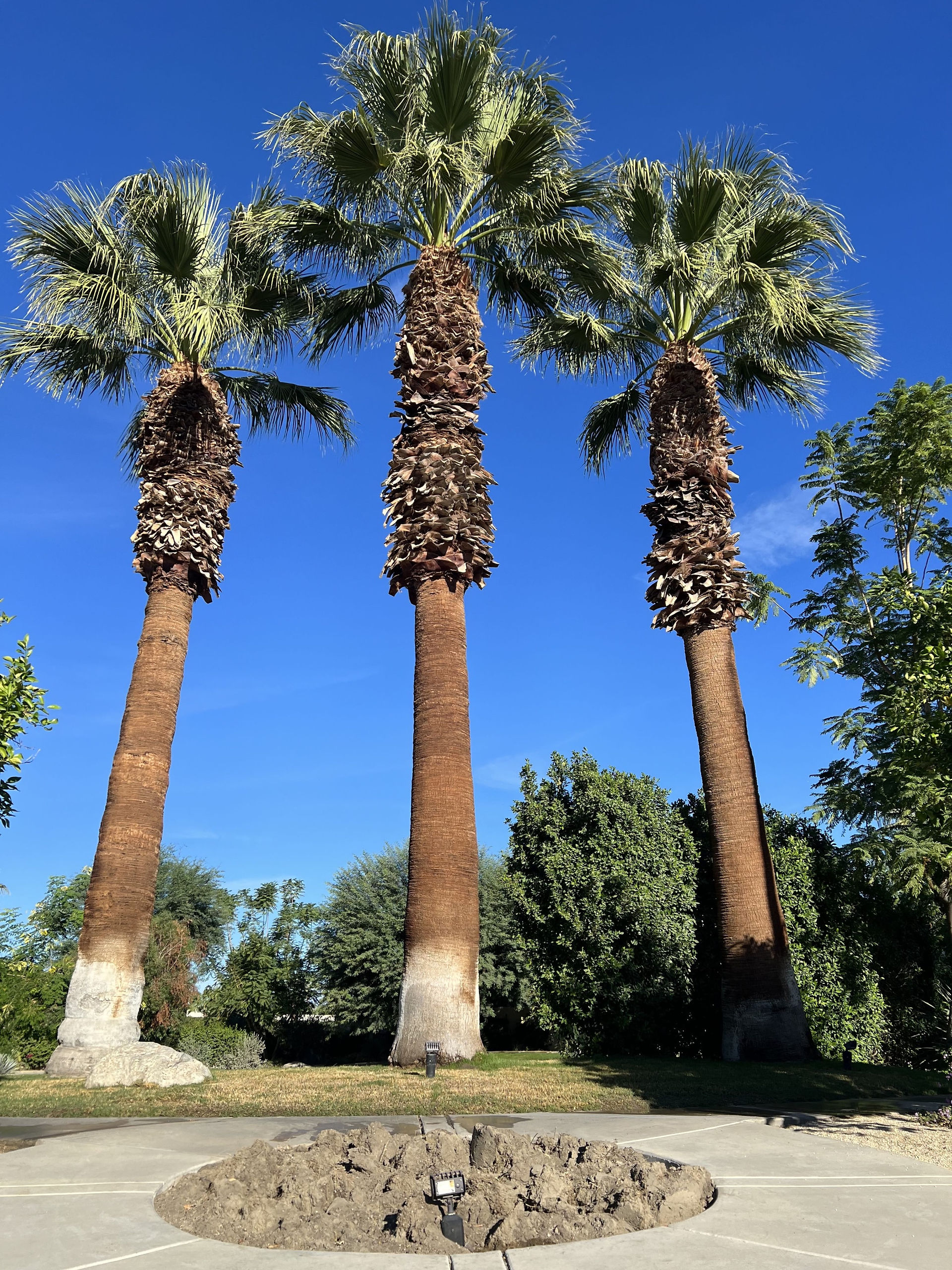 Palm Trees