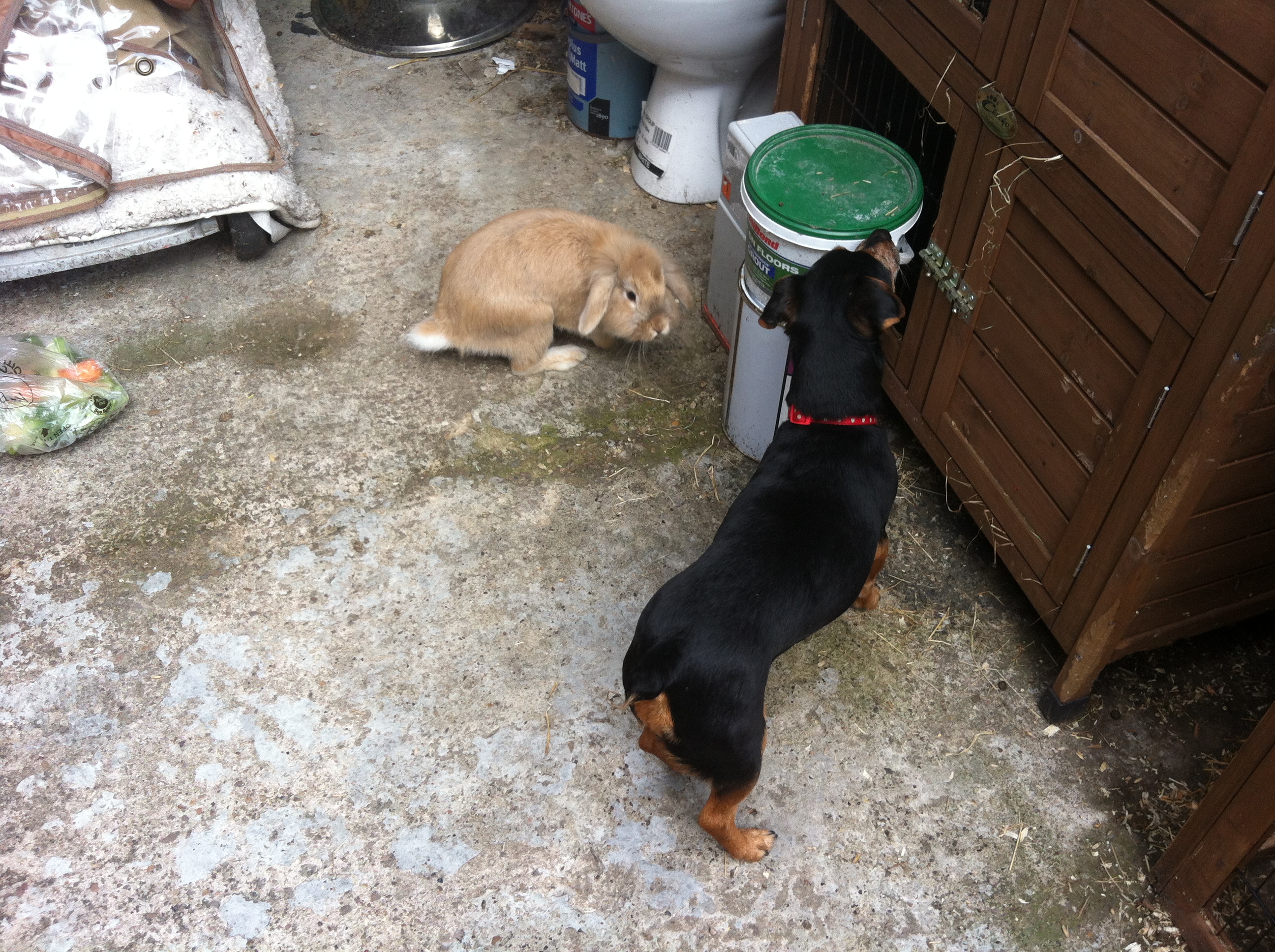 Bonny with Gizmo