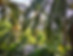 Indian Jungle