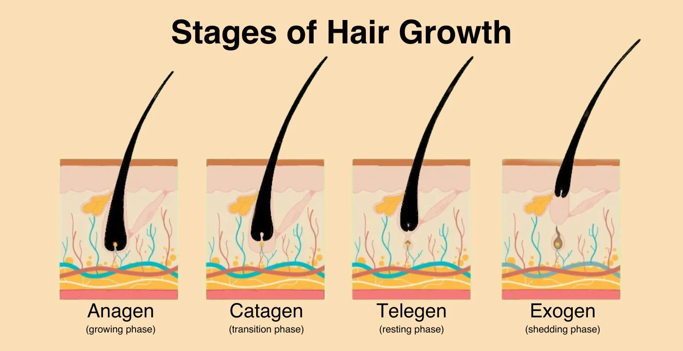 Stages of Hair Growth