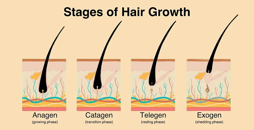 Stages of Hair Growth
