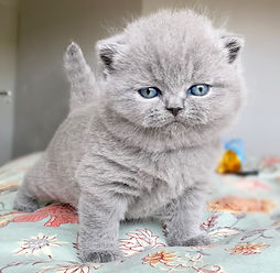british bleu