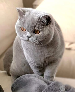 british shorthair bleu