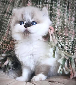 british longhair