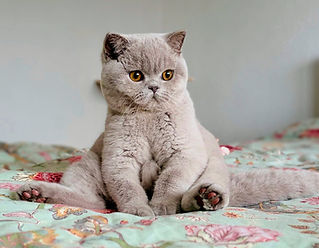 british shorthair lilas luludi