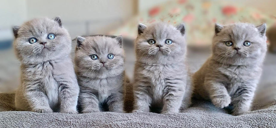 chaton british shorthair bleu