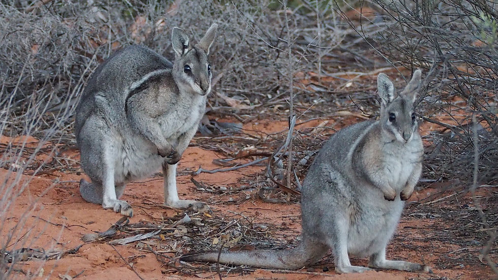 I took this photo of bridled nail tailed wallabies at AWC's Scotia Sanctuary.