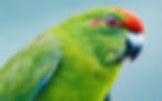 The Norfolk Island parakeet is a close cousin of the now extinct Lord Howe Island parakeet.