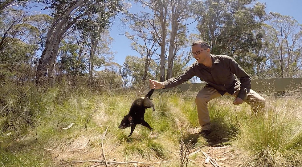 Gregory Andrews releasing a Devil at Aussie Ark