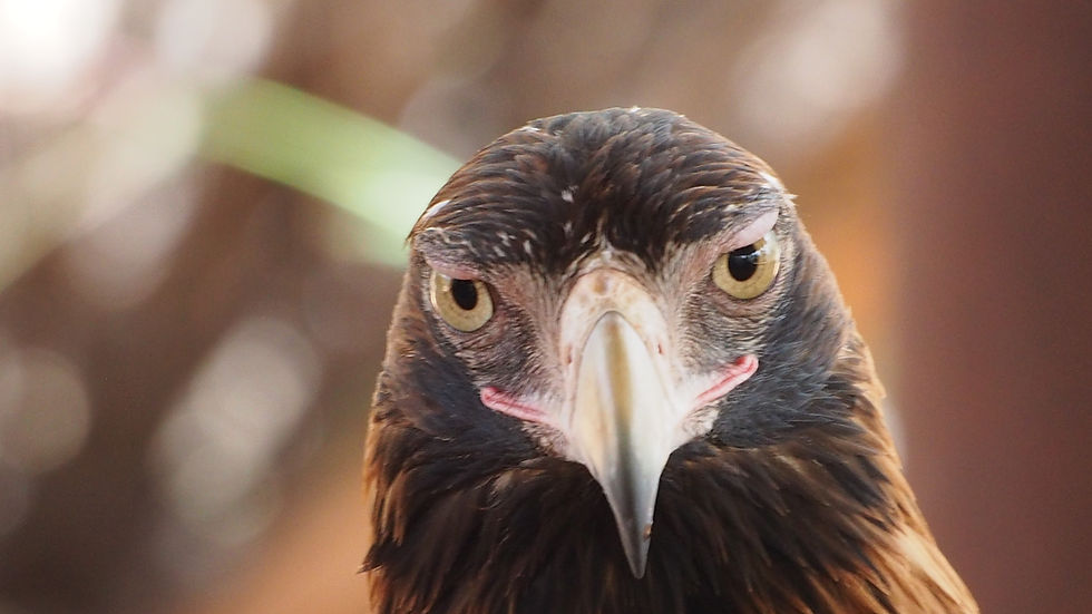 Apex, But Not Above The Law