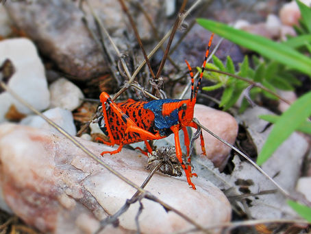 Insectageddon: Why We Need Bugs To Survive