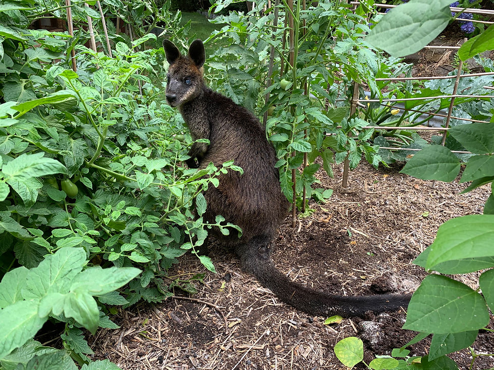 A black wallaby sheltering in my garden during the 2020 bushfires.