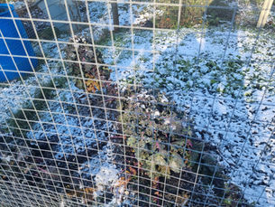 Moor Green in Spring