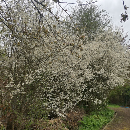 April at Moor Green - Newsletter