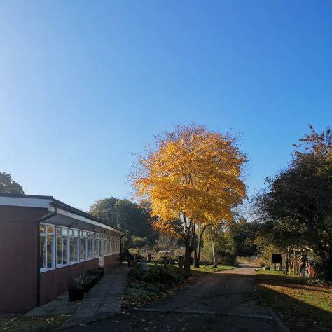 October at Moor Green Allotments - Newsletter