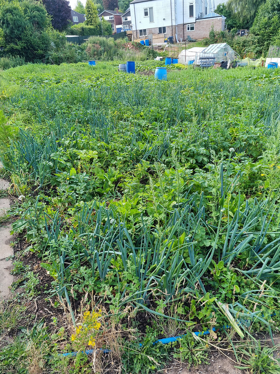 Is this spuds and onions? Whatever, there's alot of it...