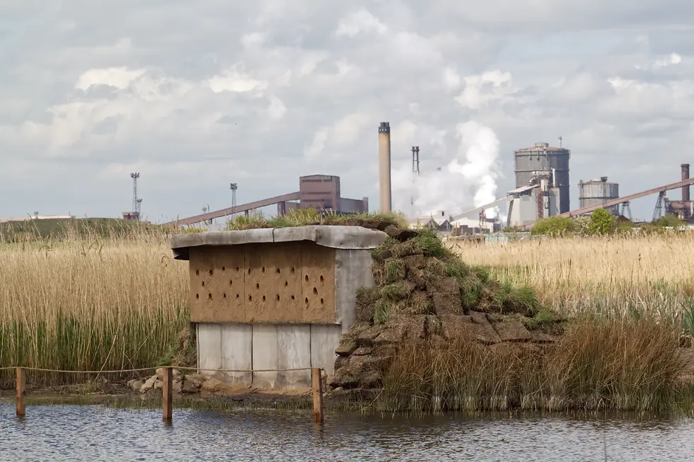 Coatham Marsh Sand Martin Bank ©DVANDENTOORN_TOORNDESIGNS_2026