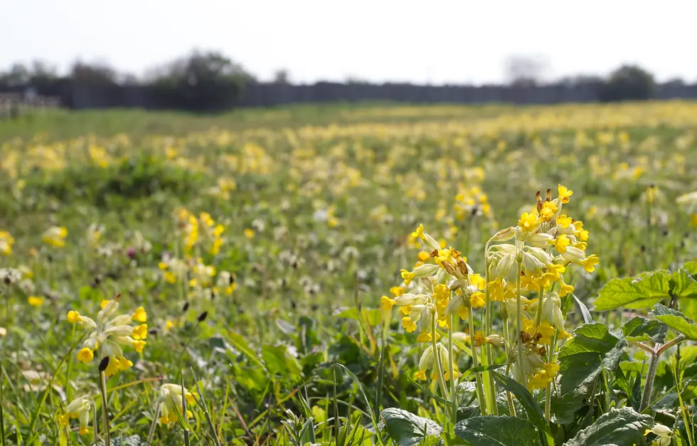 Cowslips at Coatham Marsh ©DVANDENTOORN_TOORNDESIGNS-2026