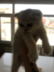kedi sahiplendirme ilanları