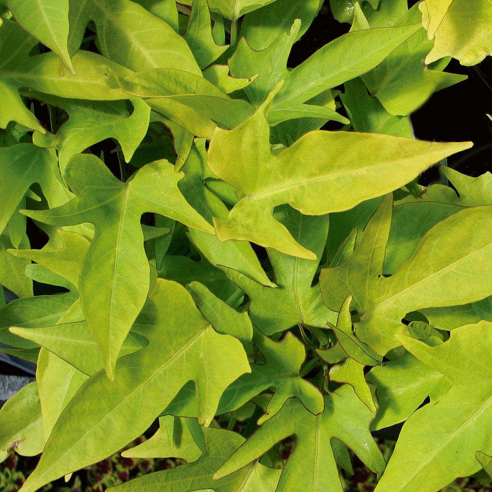 IPOMEA SWEETHEART LIME SWEET CAROLINA 4.5INCH BENCH POT