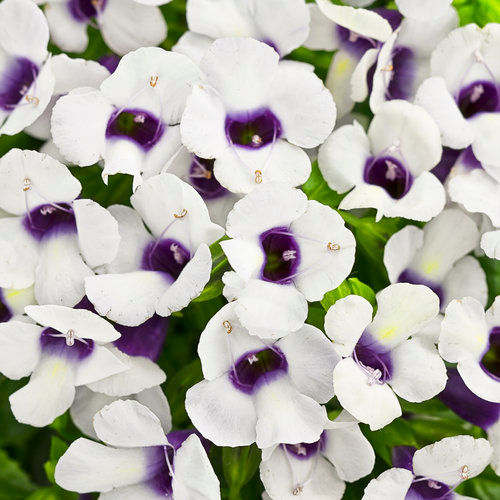 TORENIA GRAPE O LICIOUS 4.5INCH BENCH POT