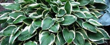 HOSTA FRANCEE