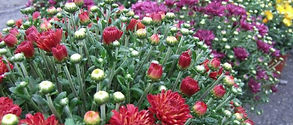 garden mum.jpeg