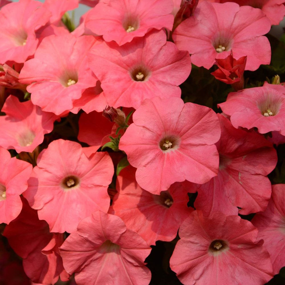 PETUNIA EASY WAVE CORAL 6 PACK