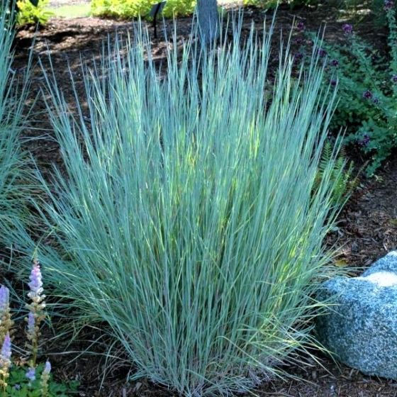 Grass