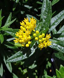 ASCLEPIAS HELLO YELLOW SWAMP MILKWEED/BUTTERFLY WEED