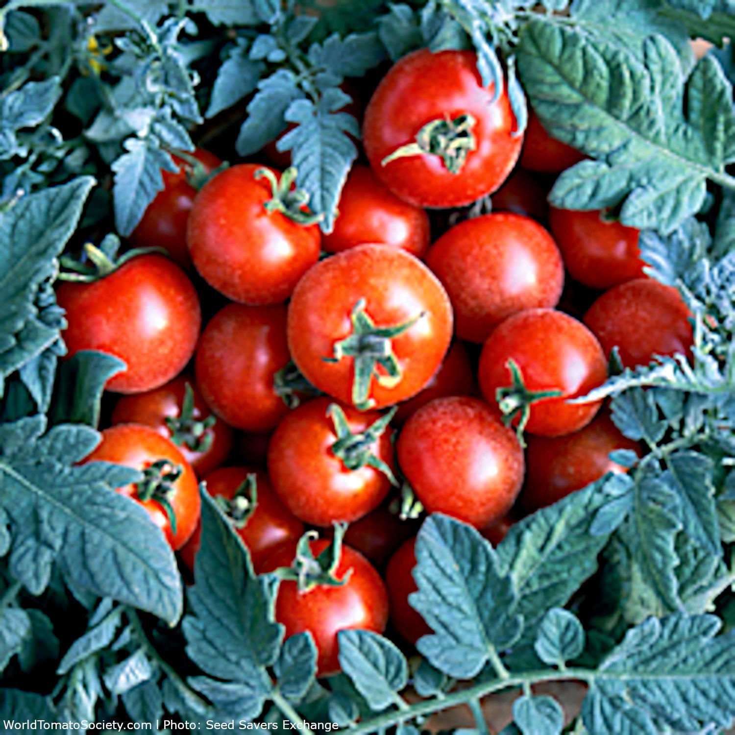 TOMATO KITCHEN MINI 6.5INCH POT