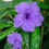 Thumbnail: RUELLIA COMPACT BLUE/PINK/WHITE 6.5 INCH POT