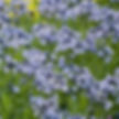 AMSONIA BLUE ICE GALLON POT-BLUE STAR