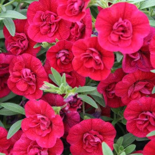 PETUNIA SUPERBELLS DOUBLE RUBY 4.5 inch pot