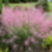 PERENNIAL MUHLENBERGIA UNDAUNTED-MUHLY GRASS