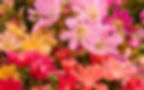 LEWISIA RAINBOW MIX QUART POT-BITTERROOT