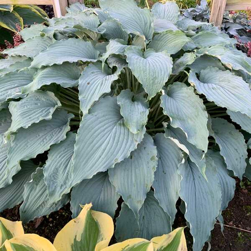 HOSTA WIND BENEATH MY WINGS GALLON POT benchsgreenhouse