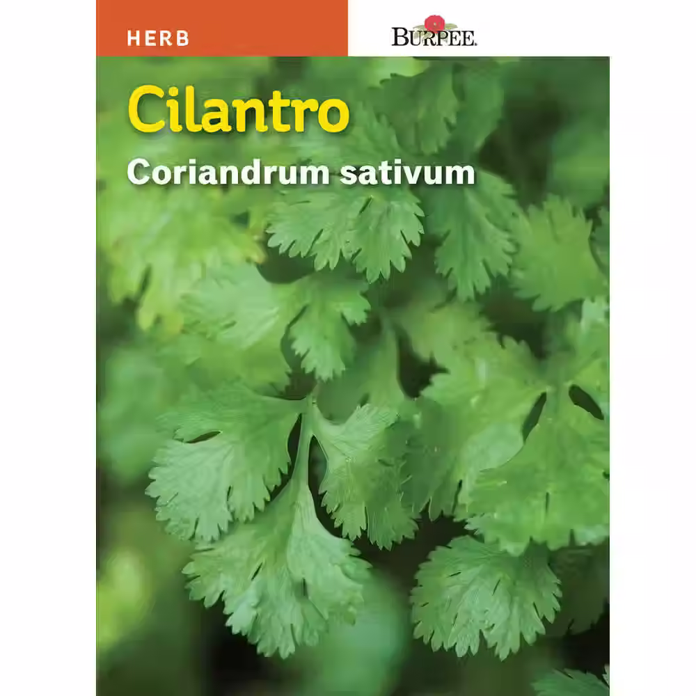 SEED BURPEE HERB CILANTRO