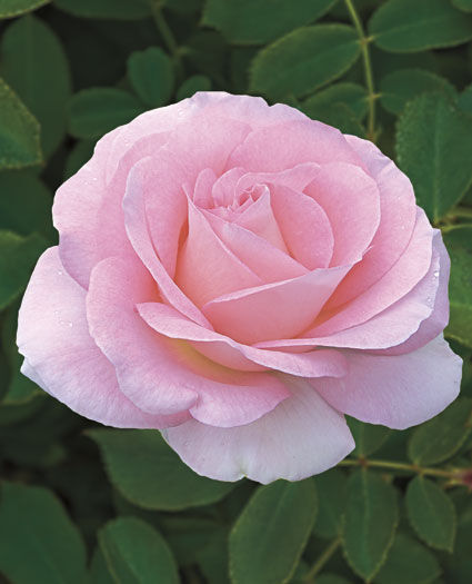 FALLING IN LOVE ROSE