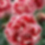 DIANTHUS SUGAR PLUM QUART POT-PINKS