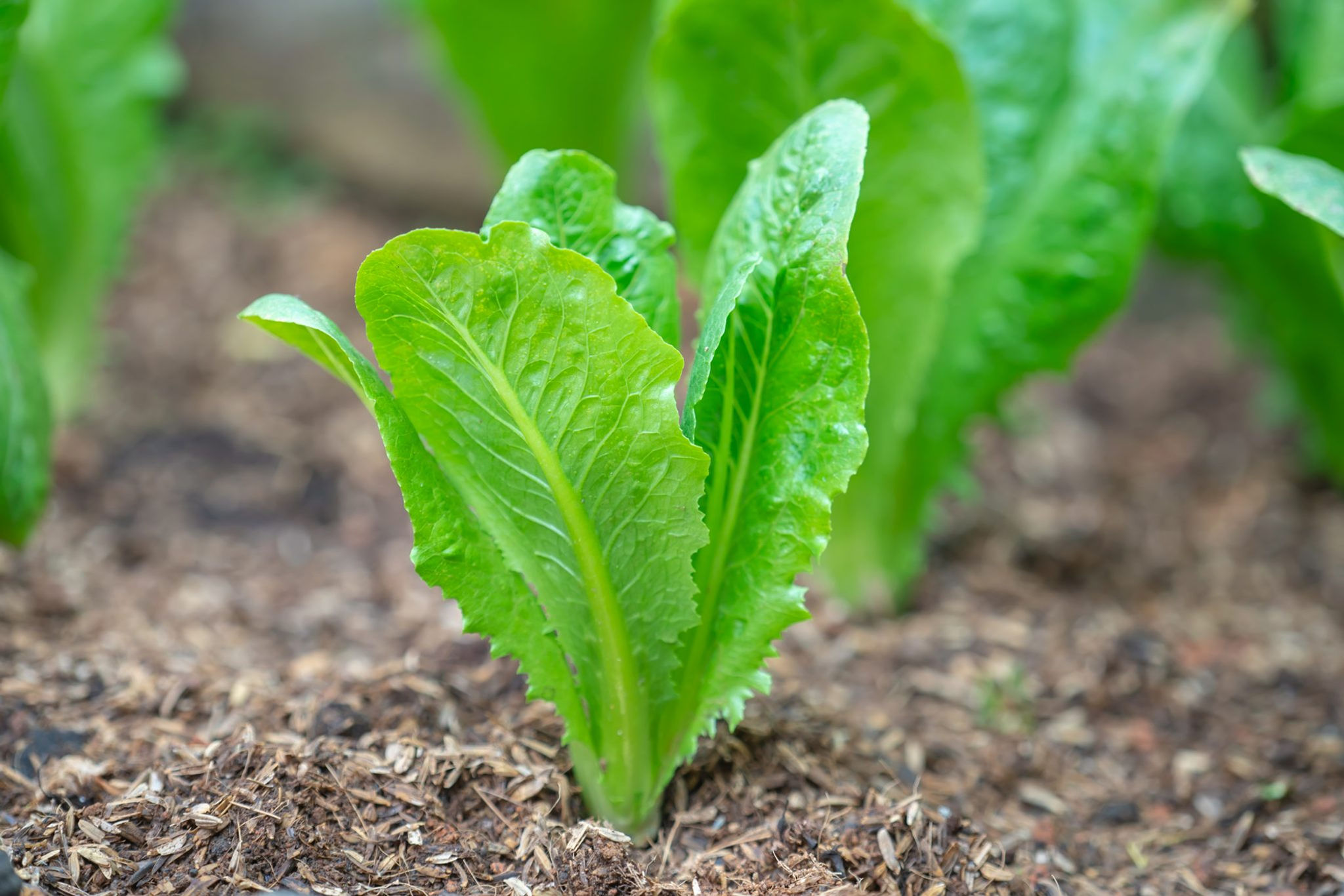 LETTUCE ROMAINE SINGLE POT