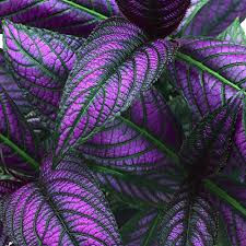 Strobilanthes Persian Shield 6.5INCH POT