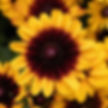 RUDBECKIA PAWNEE SPIRIT QUART POT- BLACK EYEYD SUSAN