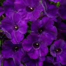 PETUNIA SUPERTUNIA ROYAL VELVET 4.5inch BENCH POT