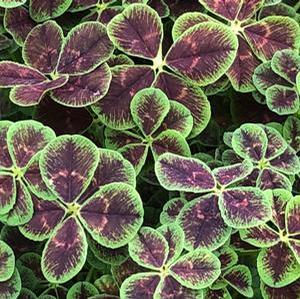 TRIFOLIUM LUCKEY FOUR LEAF CLOVER